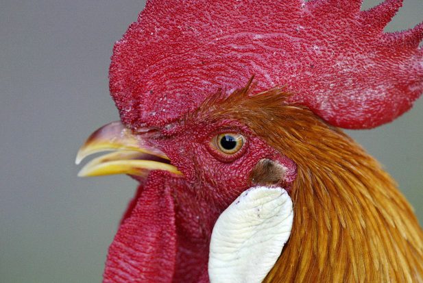 French World Cup mascot Diomede, a cocke